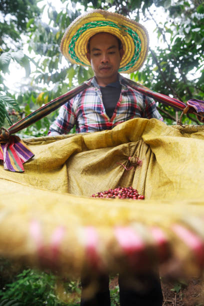 istock Coffee berries with agriculturist. 1061937392