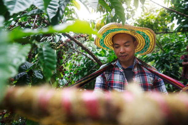 istock Coffee berries with agriculturist. 1061937398