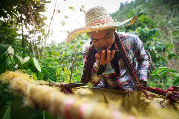 Photo of Coffee berries with agriculturist.