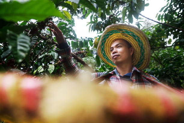 istock Coffee berries with agriculturist. 1061937404
