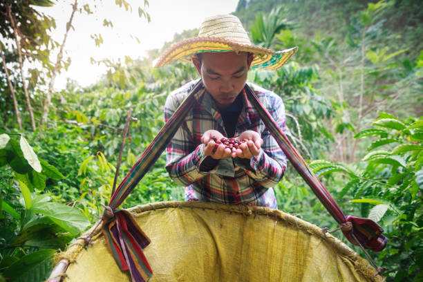 istock Coffee berries with agriculturist. 1061937414