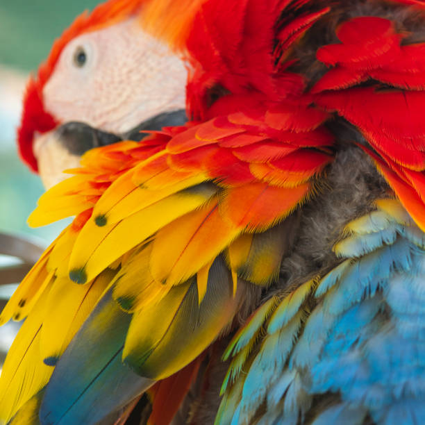 istock Beautiful feathers of scarlet macaw 1061940158