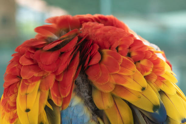 istock Beautiful feathers of scarlet macaw 1061940162