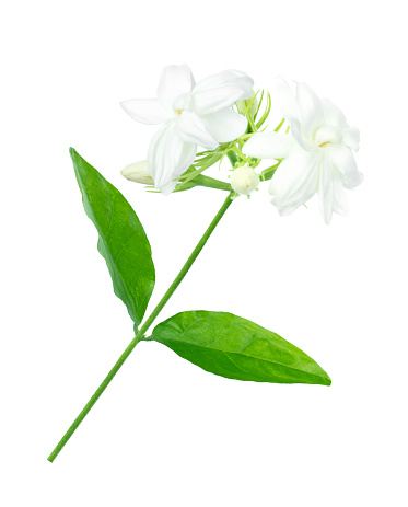 Jasmine  flowers isolated on white background.