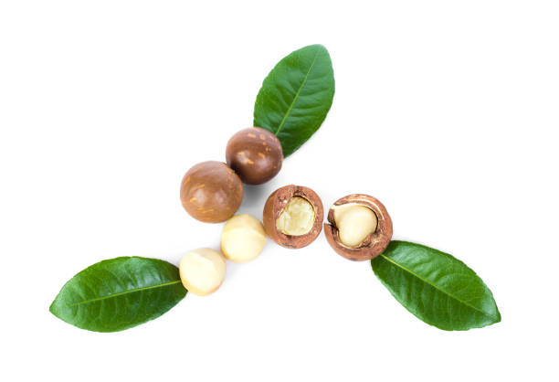 istock Macadamia nut with leaves isolated on white.top view. 1061941850