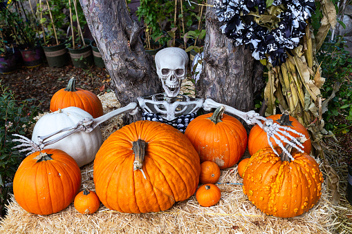 Skeleton outdoor Halloween decoration on a hay bale in a pumpkin path.