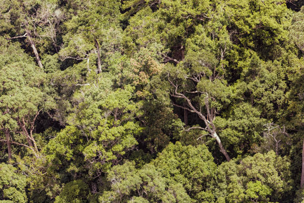 istock aerial view of forest in summer 1061946788