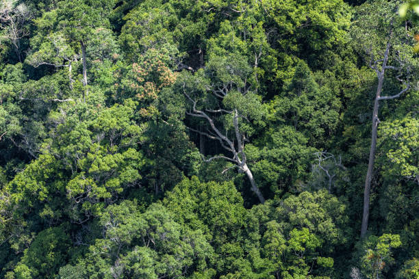istock aerial view of forest in summer 1061946850