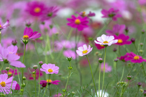 istock Cosmos Flower , Chiba Prefecture, Japan 1061953196