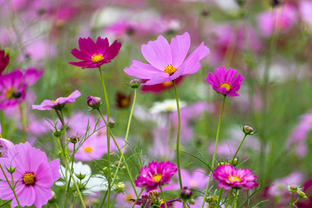 istock Cosmos Flower , Chiba Prefecture, Japan 1061953300