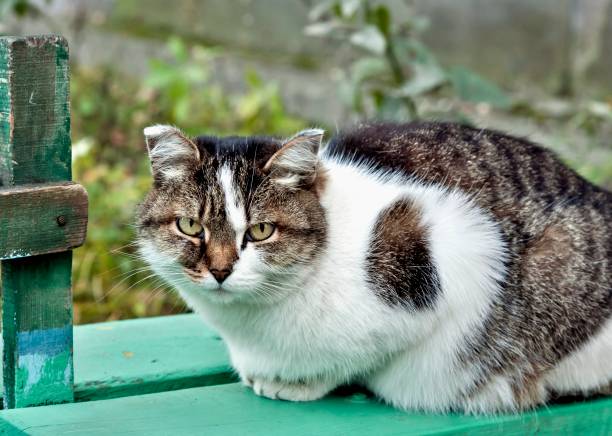 istock cat sitting on a bench near the house 1061953418