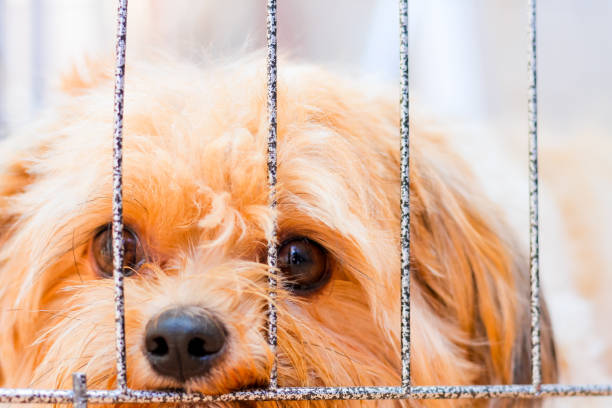 alone, lonely, sad dog missing boss. stock photo