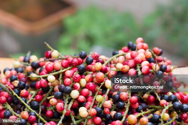 Antidesma Puncticulatum Miqmamao Thailand Fruit With Medicinal Properties Known As Mao Luang Is A Species Of Plant In The Phyllanthaceae Family It Was Early Classified As A Genus Within Family Euphorbiaceae But Later Moved Into Family Phy Stock Photo - Download Image Now