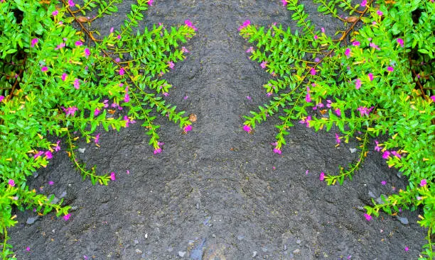 Photo of concrete with green leaf purple flower background