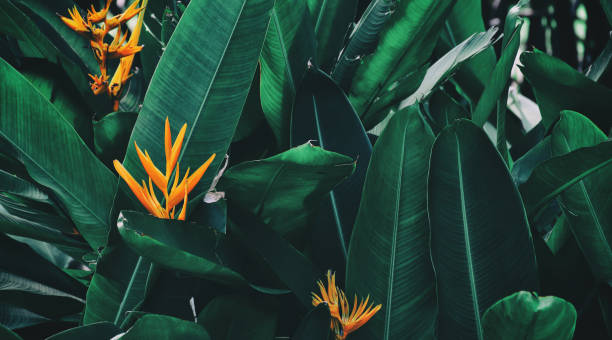 Tropical Plants Pictures | Download Free Images on Unsplash