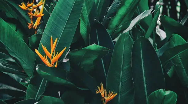 Photo of tropical leaves and flower, nature background