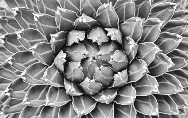 istock succulent plant, natural pattern, black and white toned 1061969686
