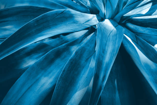 istock succulent plant, leaves background, blue toned 1061969720