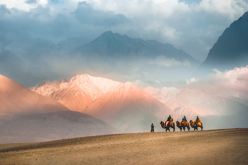 Caravana de paseo camello safari en el desierto, Valle de Nubra Hunder, Leh Ladakh India photo