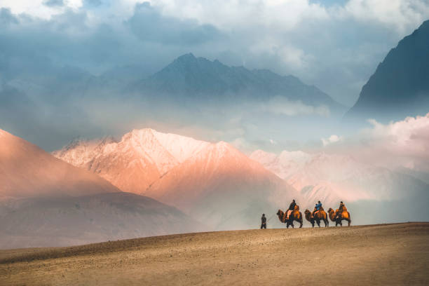 caravana de paseo camello safari en el desierto, valle de nubra hunder, leh ladakh india - journey camel travel desert fotografías e imágenes de stock