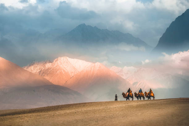 safari in cammello carovana nel deserto di hunder, valle di nubra, leh ladakh india - camel india animal desert foto e immagini stock
