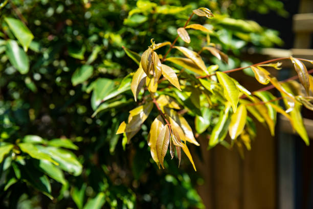 Weeping Lilly Pilly-Waterhousea Floribunda.