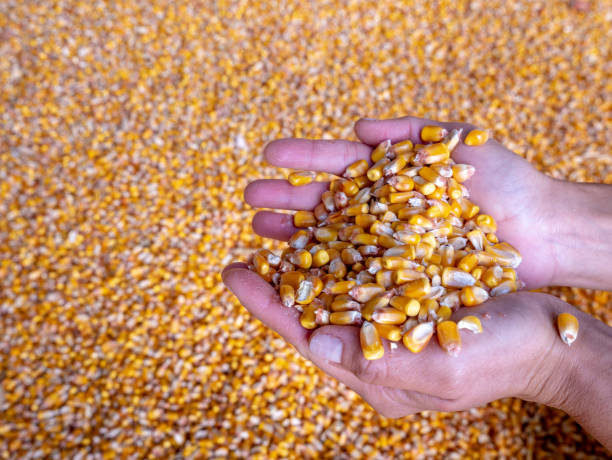 istock Close up of harvested grain corn in storage 1061980822