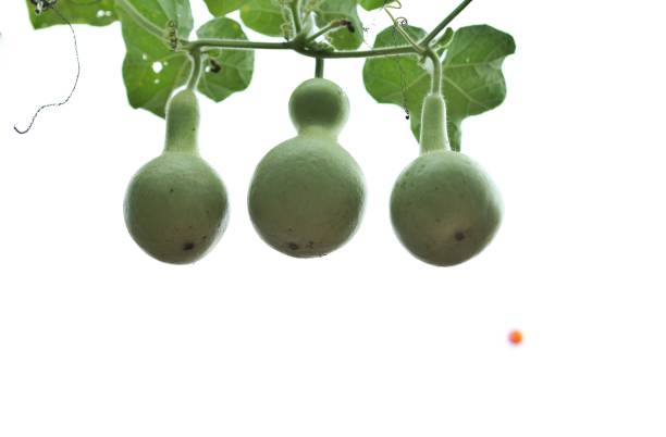 istock VH519 Korean gourd 1061982638