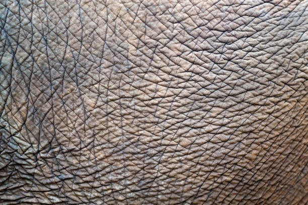 istock Textures and skins of Asian elephants. 1061984114