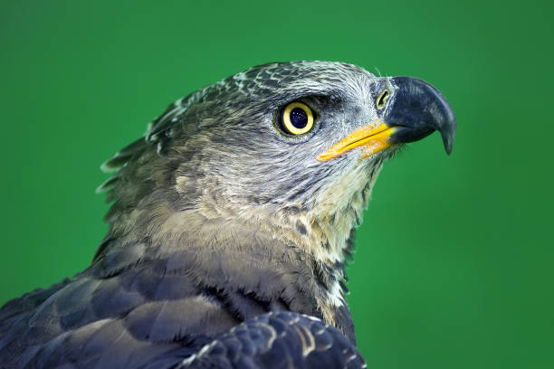 istock face of the Eagle Crowned (Stepphanoaetus Coronatus). 1061984598