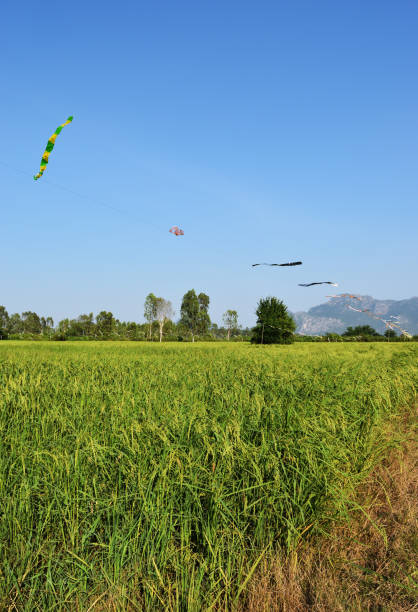 istock Green rice field crops with bunch of seeds 1061985064