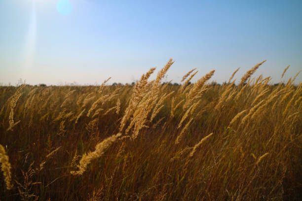 istock Agriculture backdrop, blue sky and wheat field, landscape 1061988880
