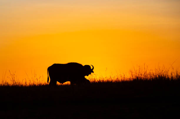 istock Sunset with buffalo, Olare Motorogi Conservancy, ,Masai Mara, Kenya 1061989068