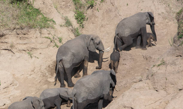 istock Ekephanrs after river crossing. Exhausted baby. Masai Mara, Kenya 1061991064