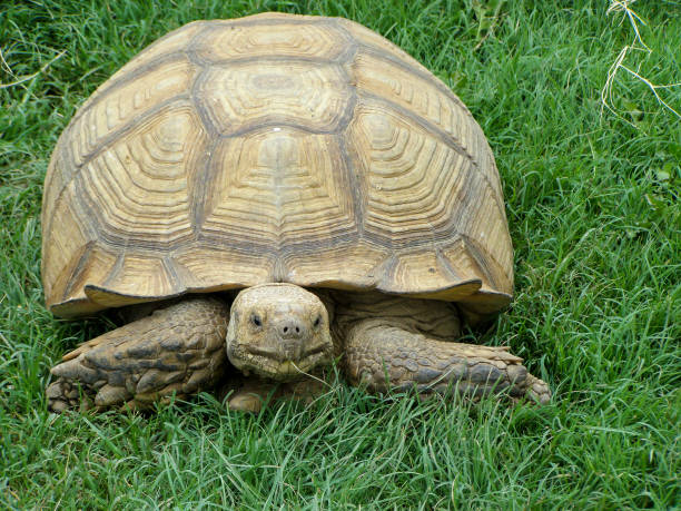 istock Large reptile in natural conditions. A brown desert turtle 1061991126
