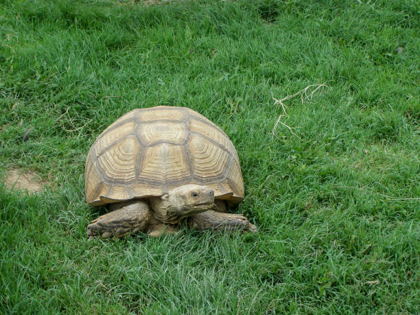 istock Large reptile in natural conditions. A brown desert turtle 1061991128