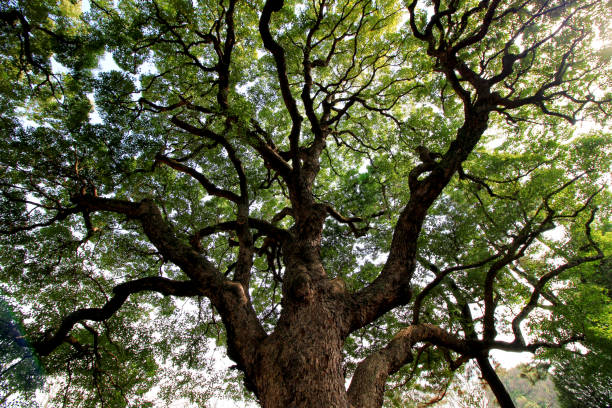 viejos árboles de pie ampliamente difusión de ramas y hojas - alcanforero fotografías e imágenes de stock