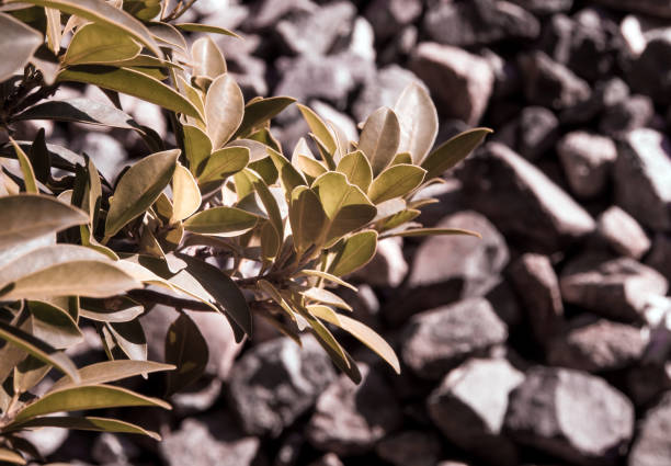 bush of Ficus microcarpa as the foreground of the many piece of rocks