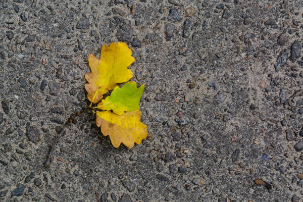 istock Autumn leaf on asphalt. Background for an article about autumn or weather. 1061998592