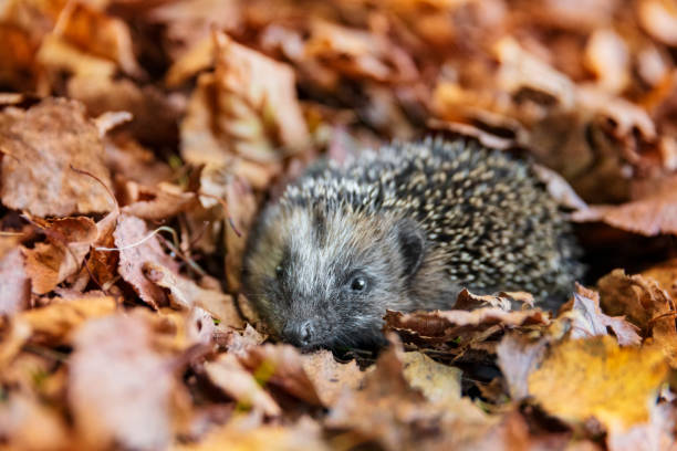istock European hedgehog (Erinaceus europaeus) in autumn leaves 1061998776