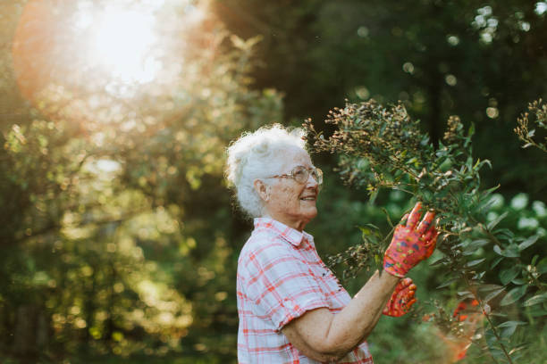 senior mujer tendiendo a las flores en su jardín - planting clothing gray hair human age fotografías e imágenes de stock