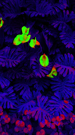 Tropical leaf forest glow in the black light background. High contrast.
