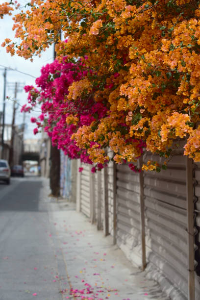 Alley With Flores - Mexicali Center in Spring.