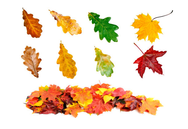 istock colorful autumn leaves 1062005268