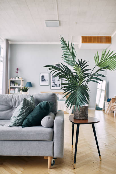 istock gray sofa and green plant in the interior 1062007794