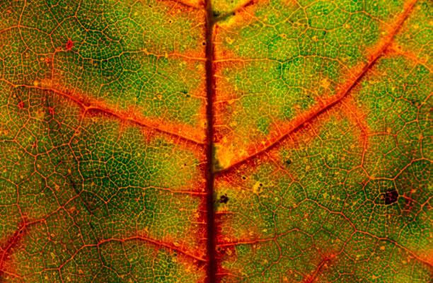 istock Macro close up leaf autumn color texture art 1062010364