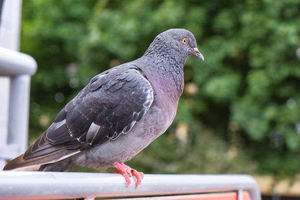 istock pigeon sitting on the railing near the store 1062011208