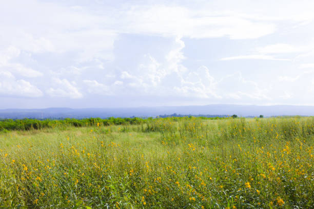 Soft focus of Yellow  field under blue sky. nature background