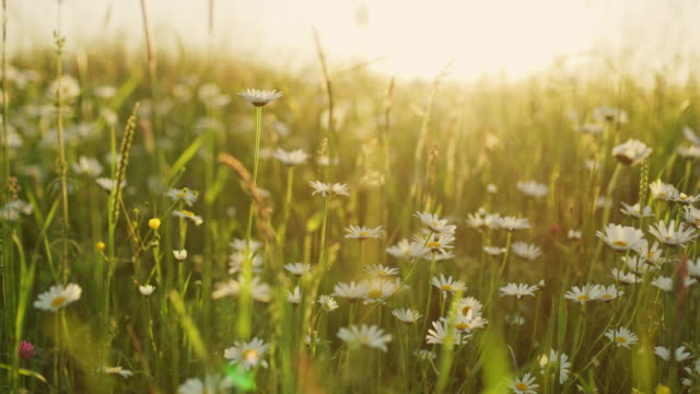 MS Idyllic,tranquil daisy wildflowers in sunny meadow