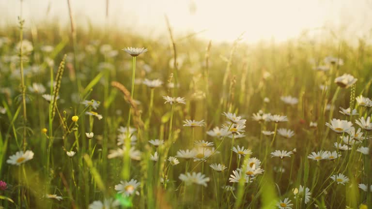 MS Idyllic,tranquil daisy wildflowers in sunny meadow. Real Time.